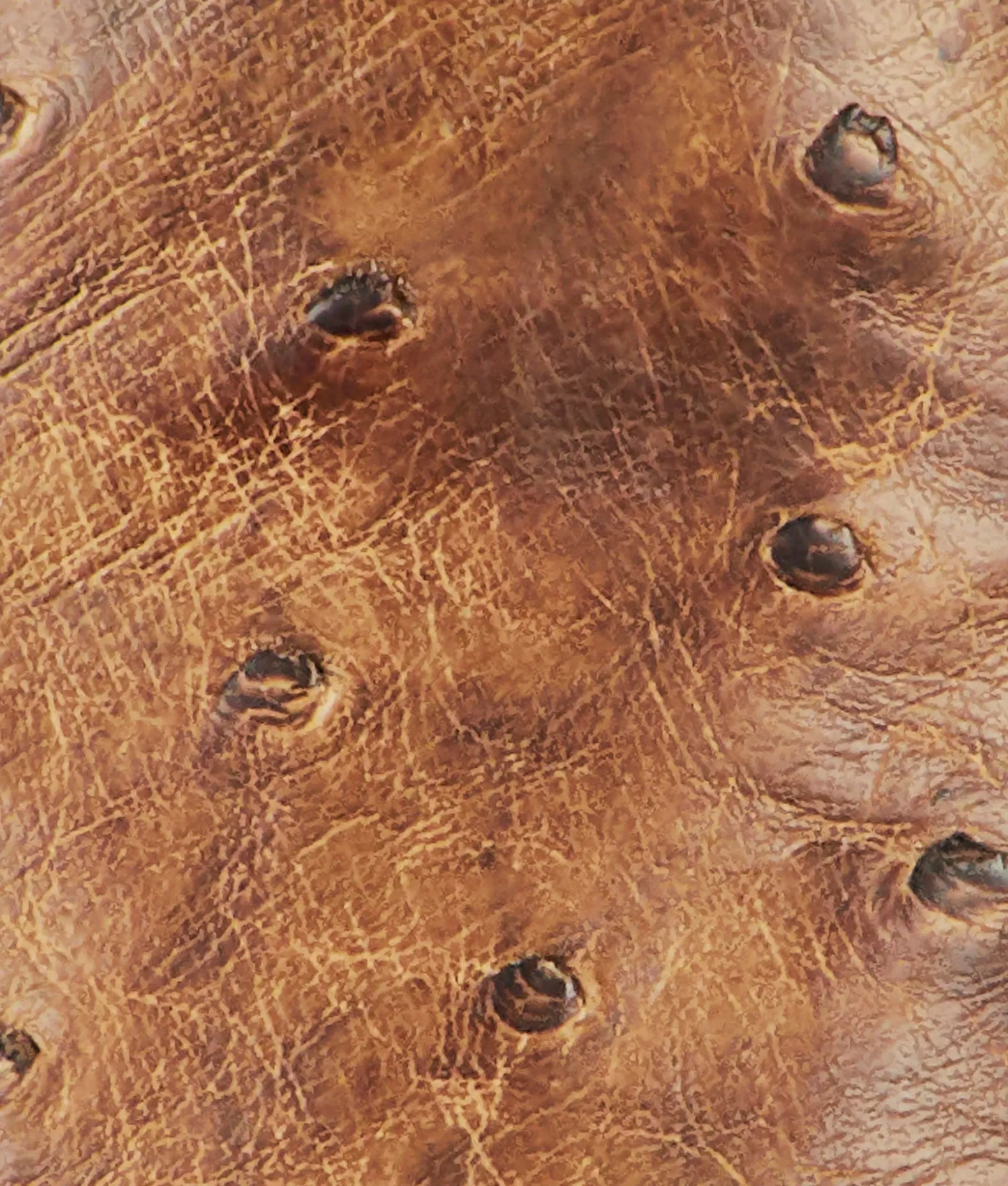 BOY Lucchese Cowboy*Nopales